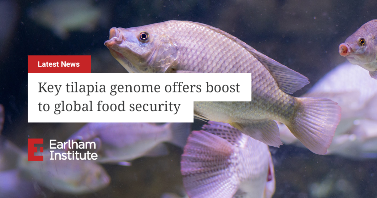 Key tilapia genome offers boost to global food security Earlham Institute